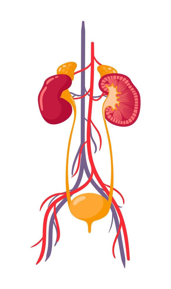 Human kidneys and bladder. Anatomically accurate realistic illustration. Healthy organs, urinary system. illustration. Health problems. Medical brochure template. vector