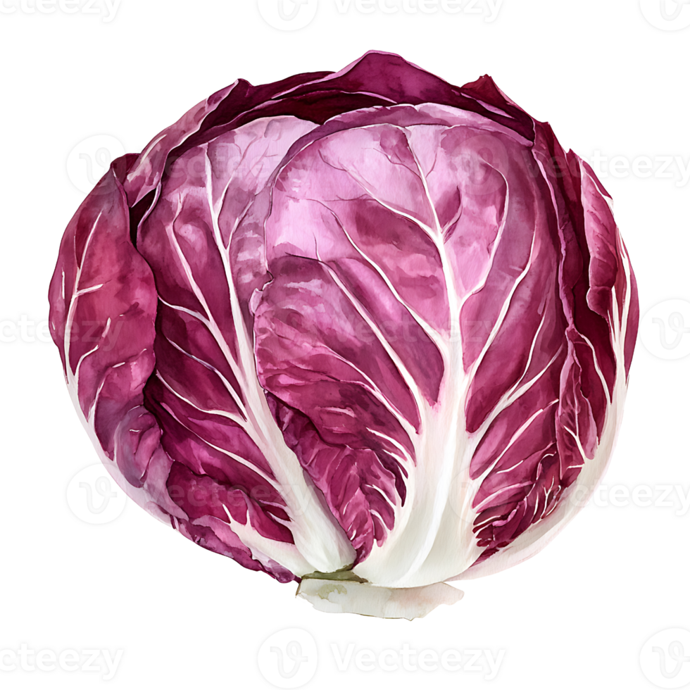 Fresh red cabbage with vibrant leaves and crisp texture png