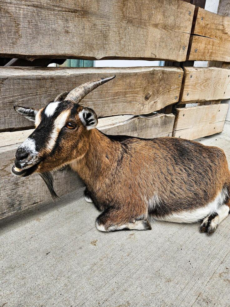 A goat photographed up close on a farm photo
