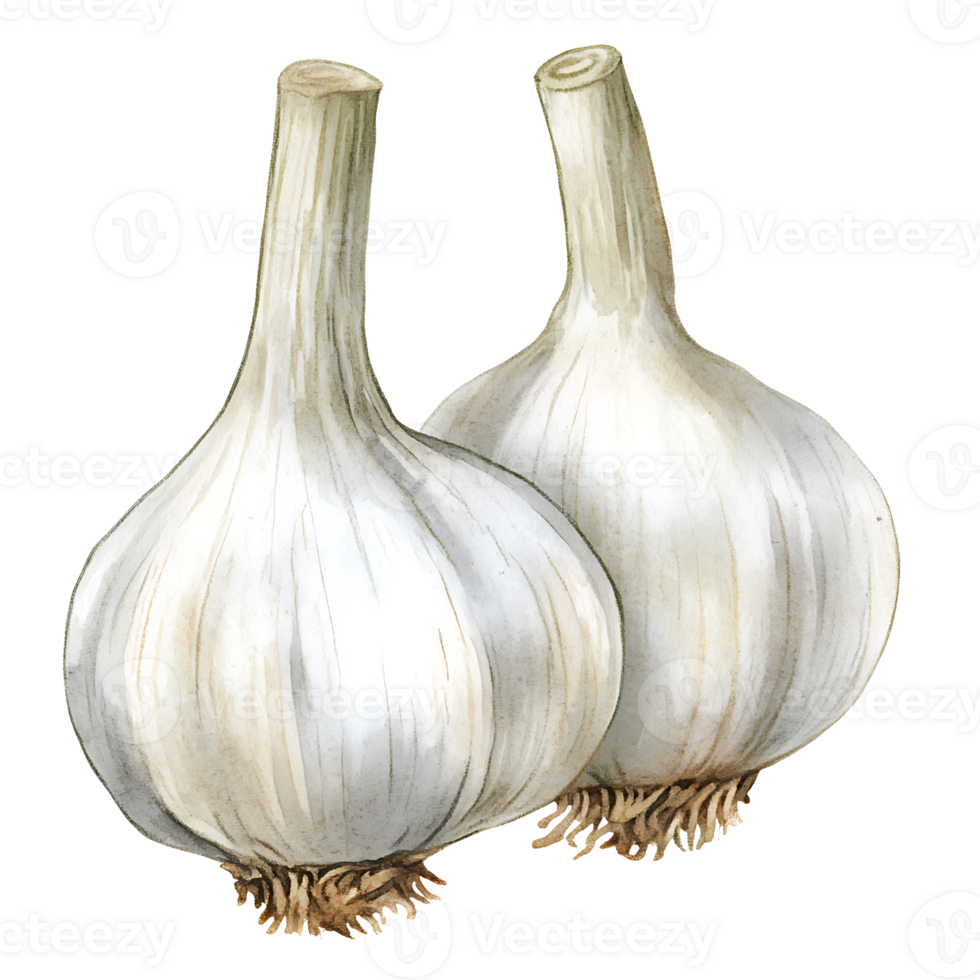 Fresh garlic bulbs with white skin and roots, perfect for cooking png