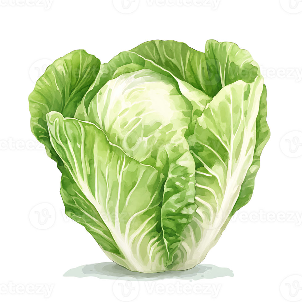 Fresh green cabbage with crisp leaves and vibrant color png