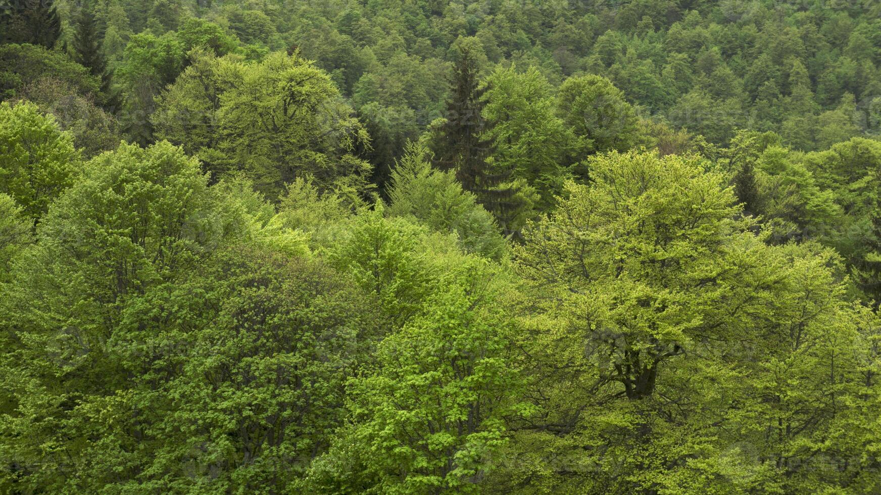 Forrest of green trees on mountainside photo