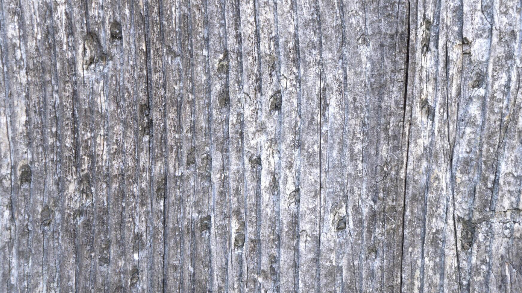 Old wood texture background photo