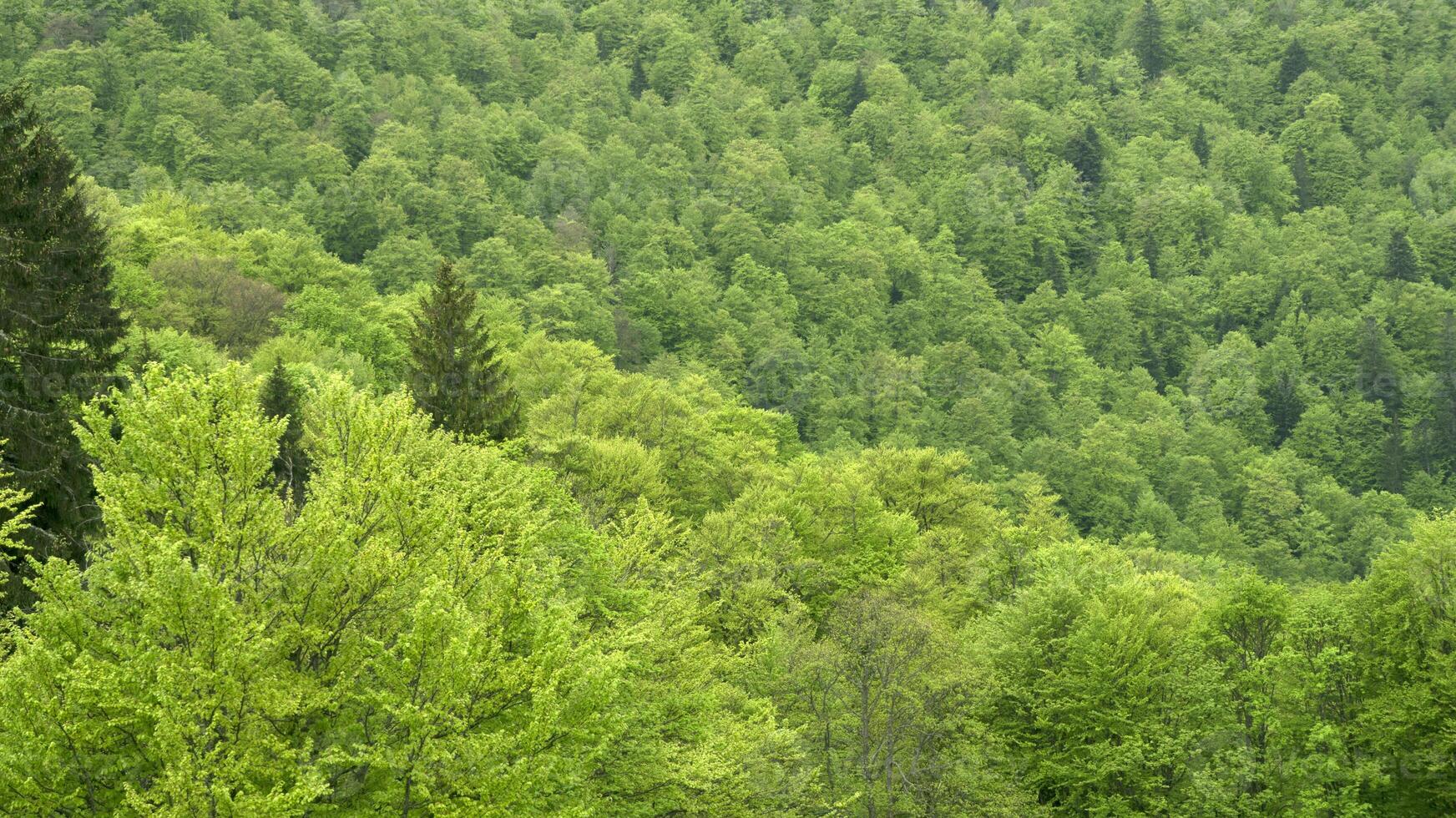 Natural beautiful ornament trees. photo