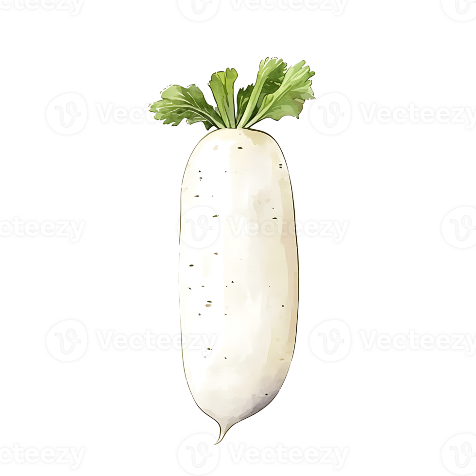 Fresh white radish with green leaves, perfect for salads and garnishes png