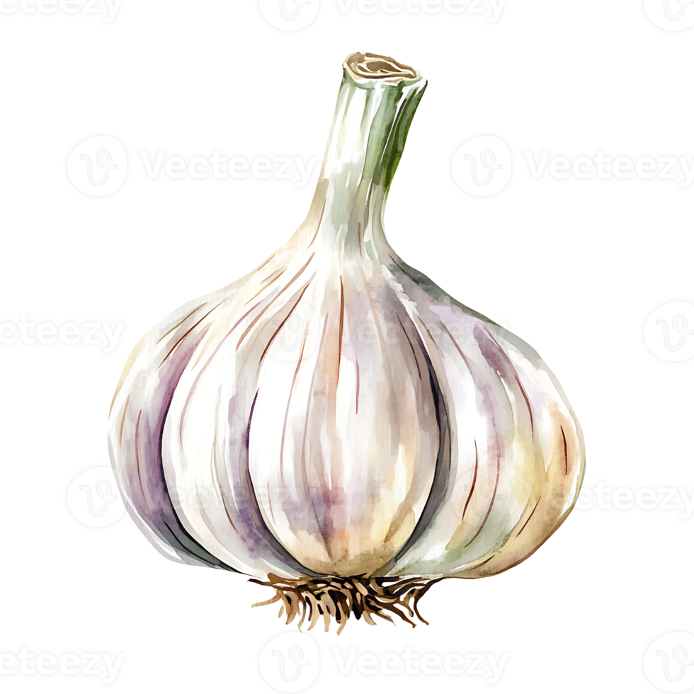 Fresh garlic bulb with textured skin and green stem png