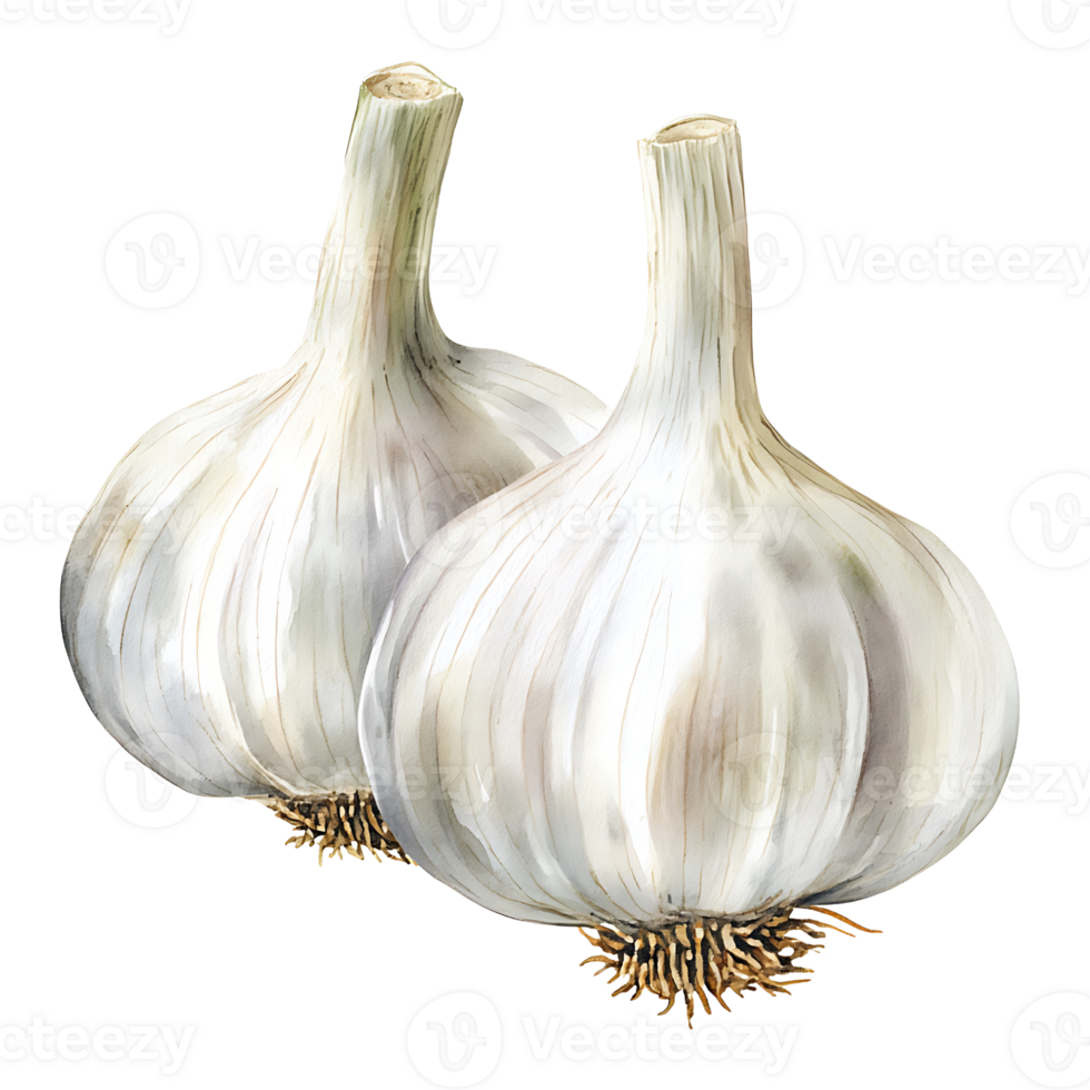 Fresh garlic bulbs with white skin and roots, perfect for cooking png