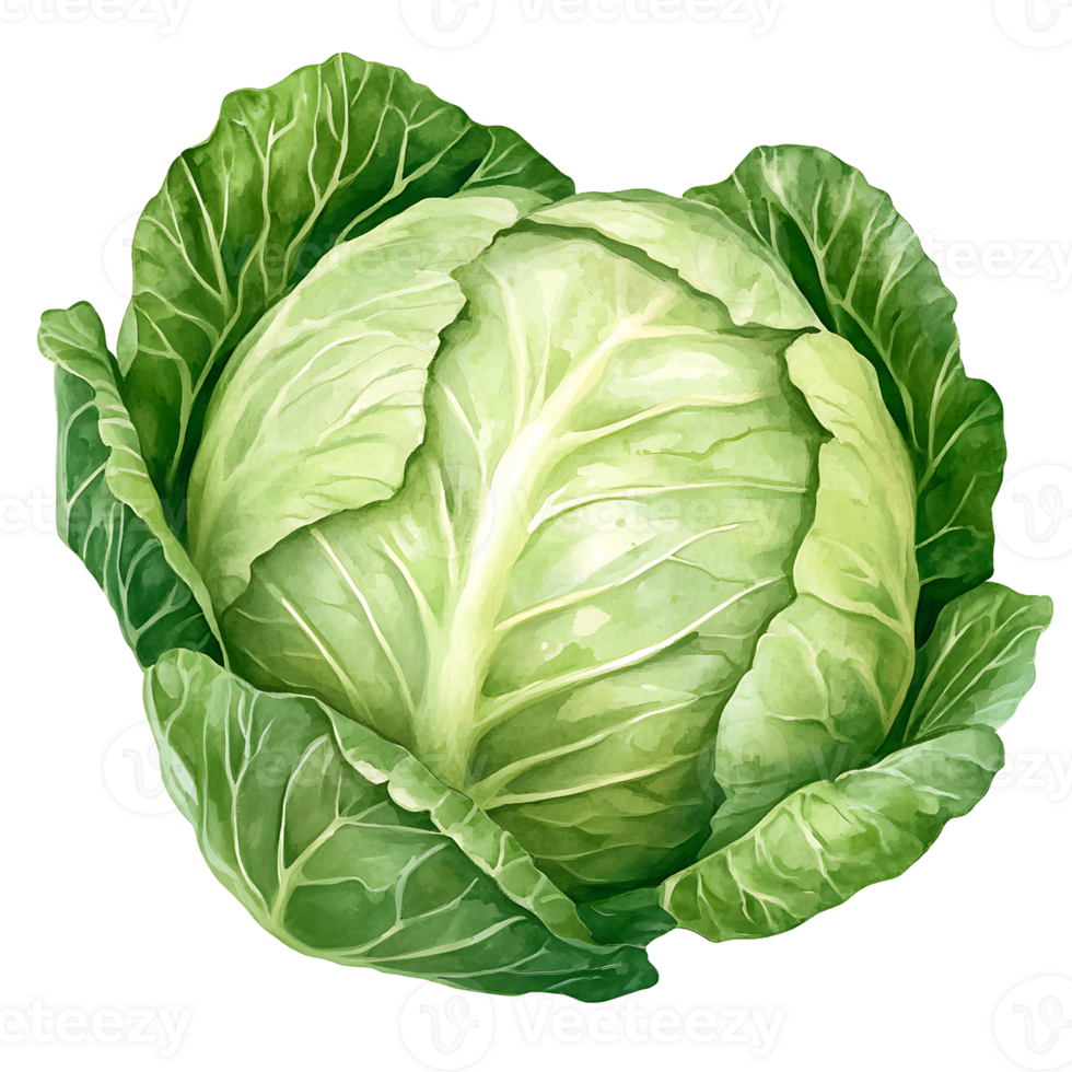 Fresh green cabbage with vibrant leaves and round shape png