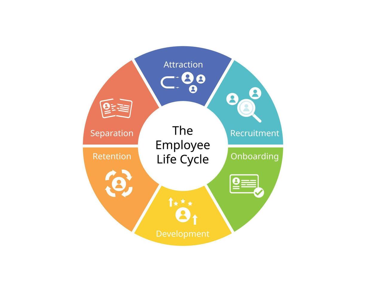 The employee lifecycle model or ELM is a model designed for journey an employee takes for attraction, recruitment, onboarding, retention, development, separation vector