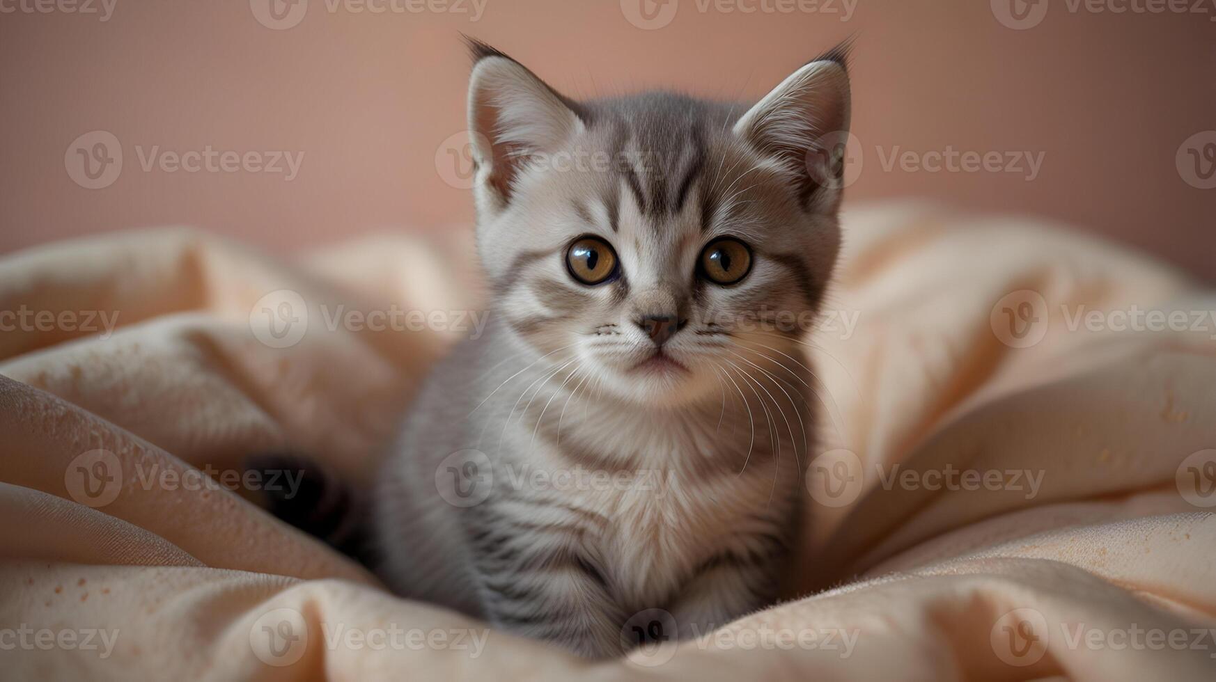 Adorable British Shorthair Kitten Posing on Soft Peach Blanket A Cute Gray Tabby Cat with Striking Yellow Eyes photo