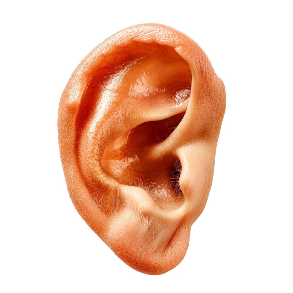 Human ear. element isolated on transparent background. photo