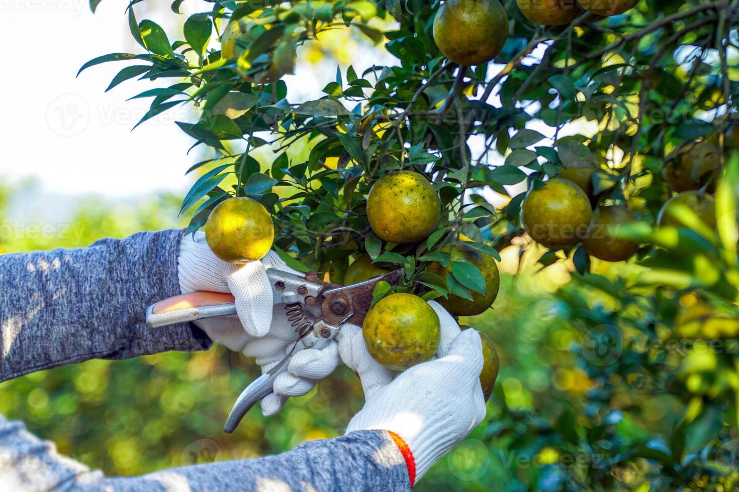 Organic orange farmers use scissors to cut oranges from the trees. Soft and selective focus. photo