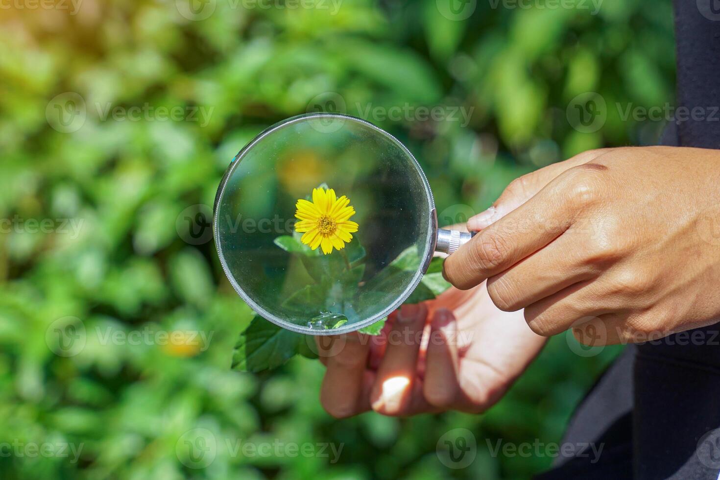 Holding a magnifying glass, look at the yellow flower to enlarge it to clearly see its composition photo