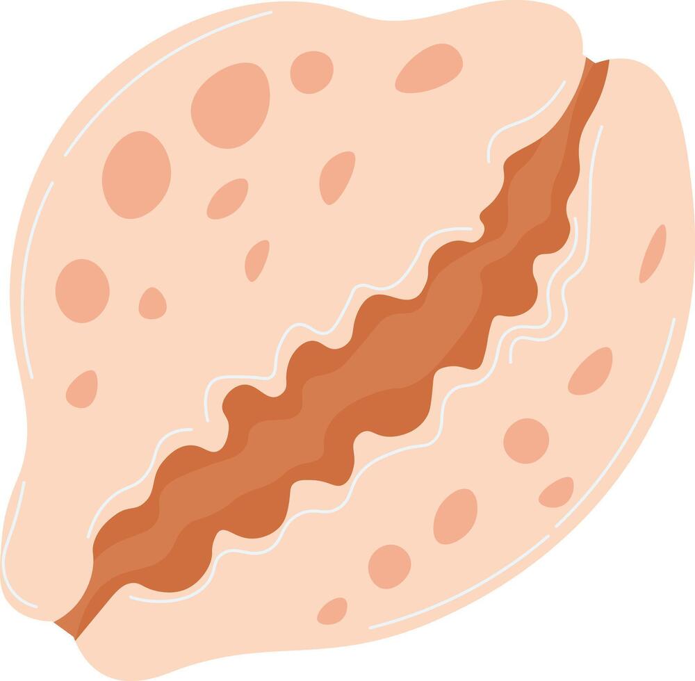 Summertime Shell Illustrations vector