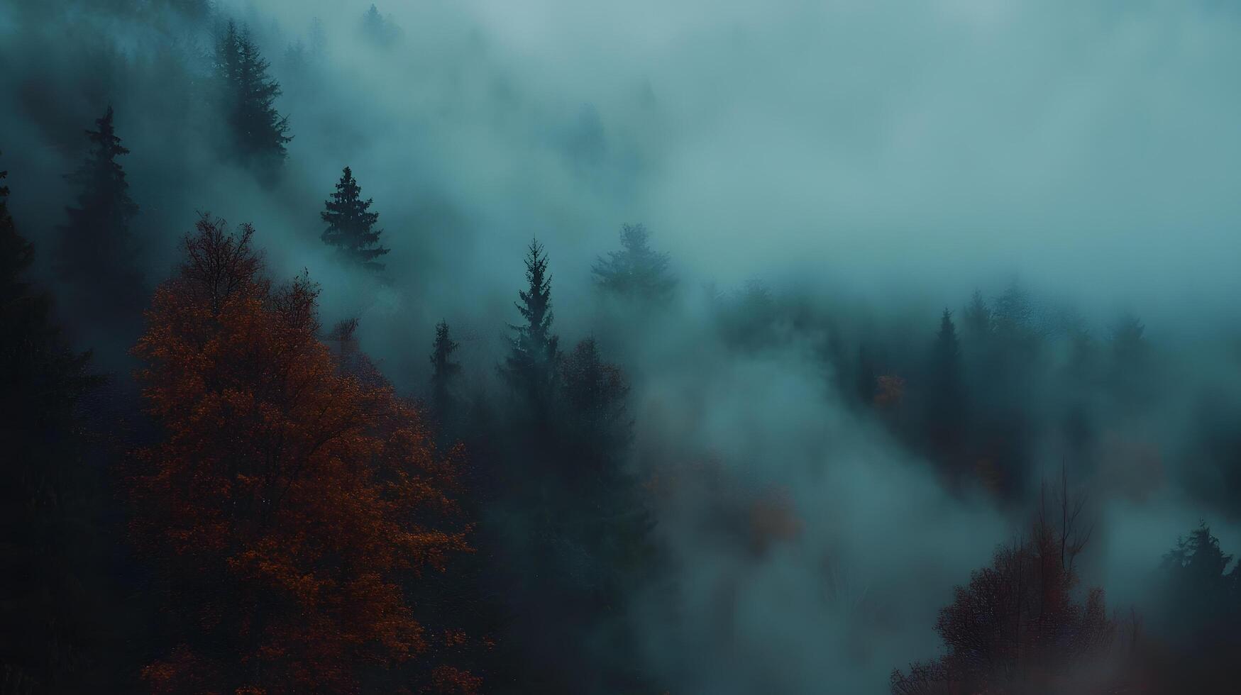 A forest with trees covered in fog photo