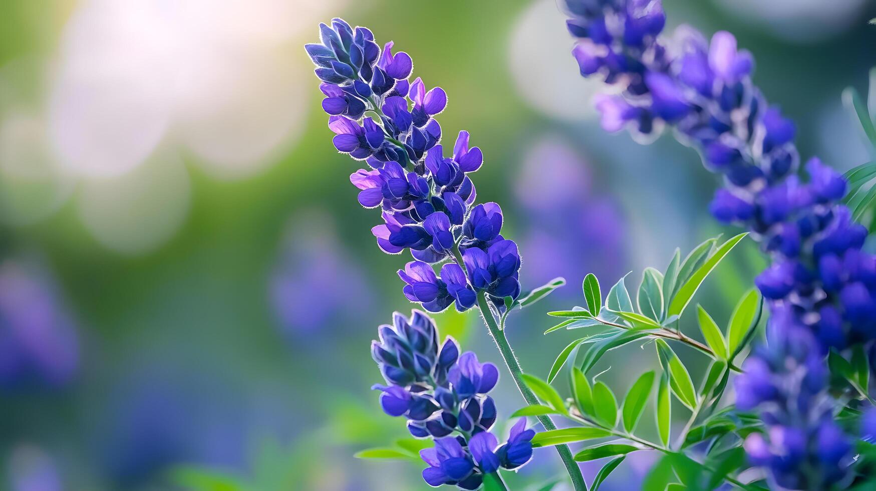 A bunch of purple flowers with green leaves photo
