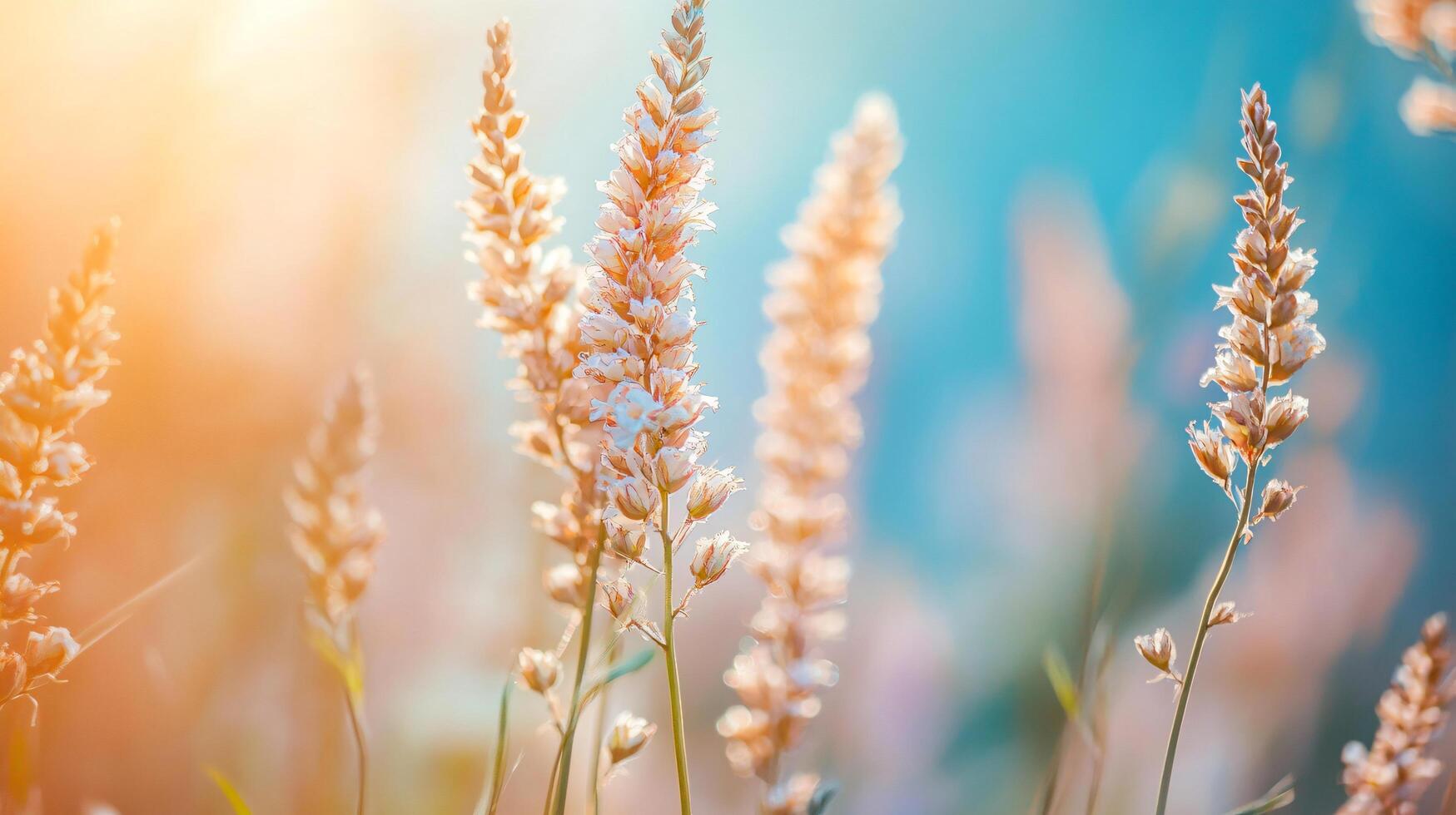 A field of tall, slender grass with a bright blue sky in the background photo
