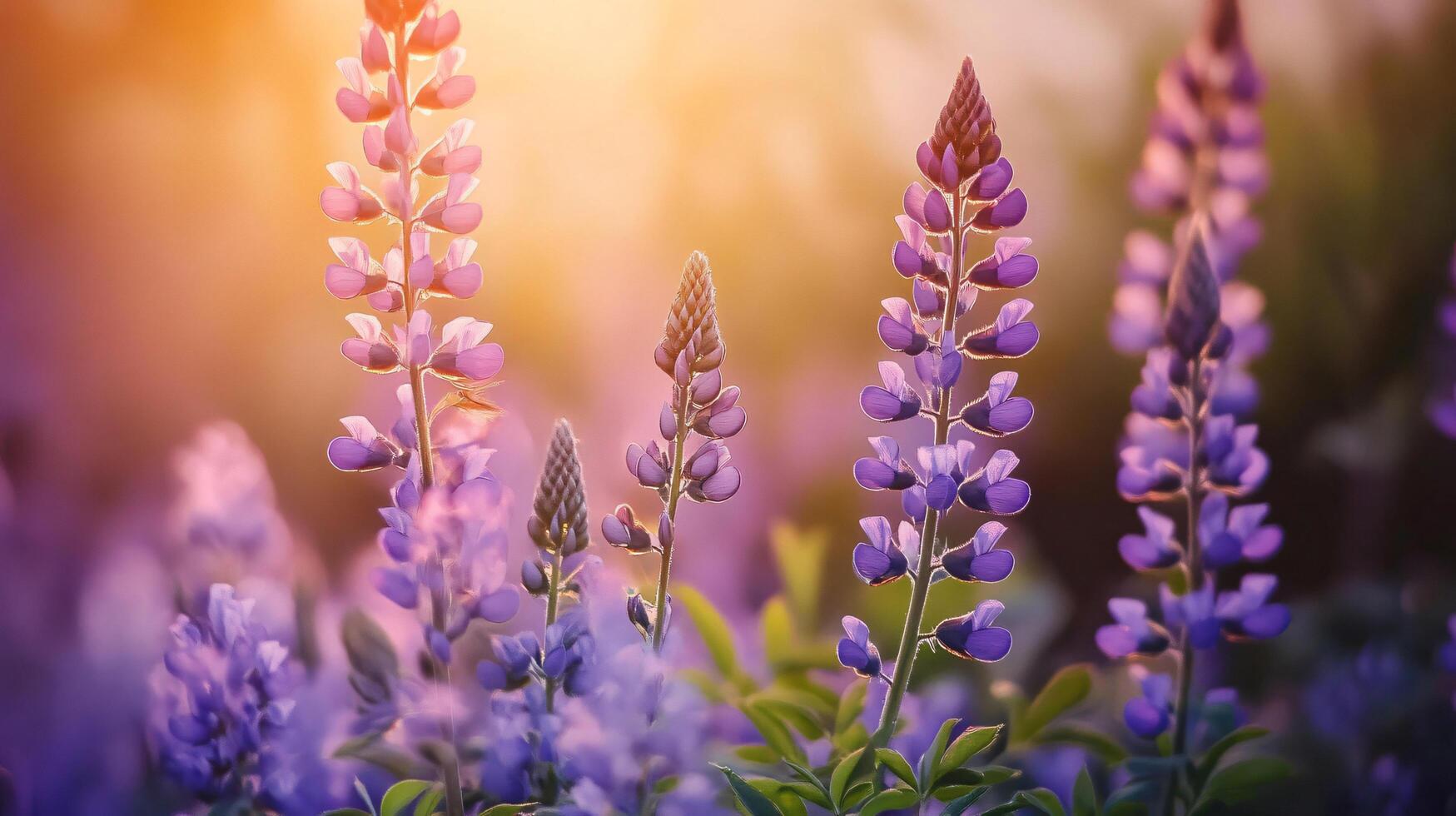 A field of purple flowers with the sun shining on them photo