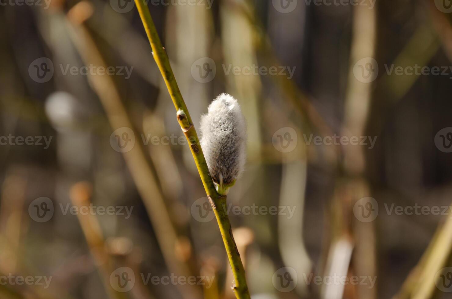 Willow branch with bud blossoming in spring. High quality photo