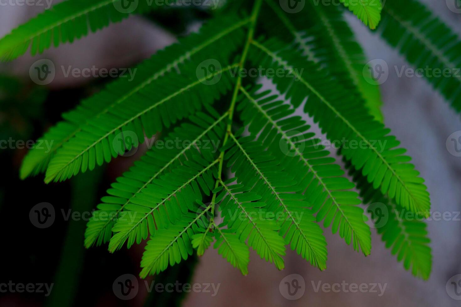 Bright Green A fresh green leaf with a feathery structure of Phyllanthus emblica, also known as emblic, emblic myrobalan, myrobalan, Indian gooseberry, Malacca tree, or amla photo