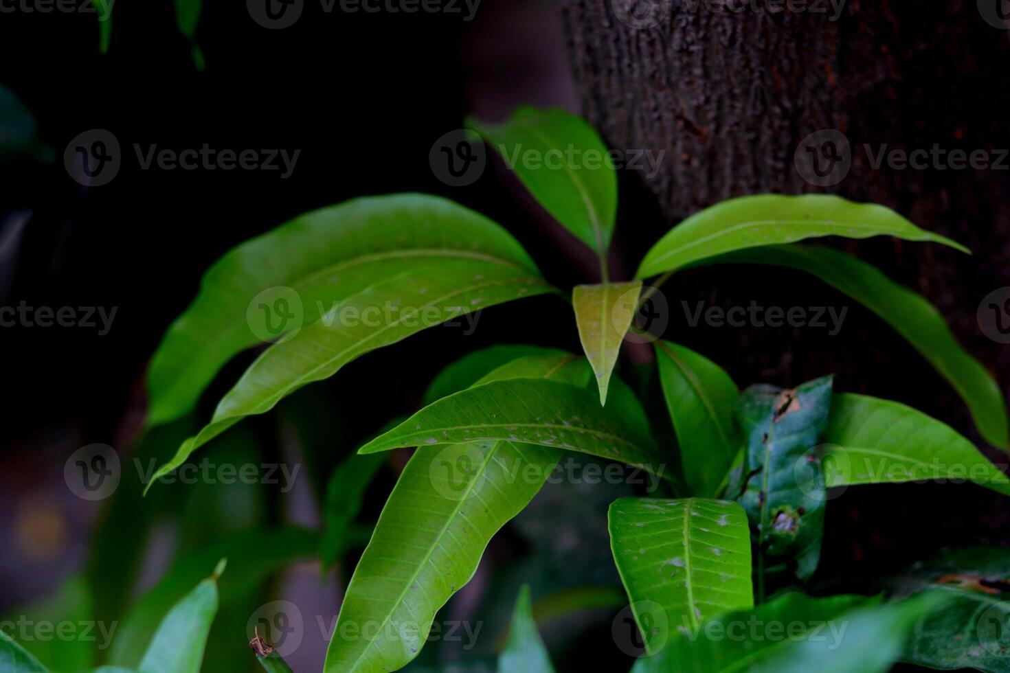 A group of green mango tree leaves attached to a trunk, featuring healthy foliage.Dark beautiful leaves Selective focus background blur photo