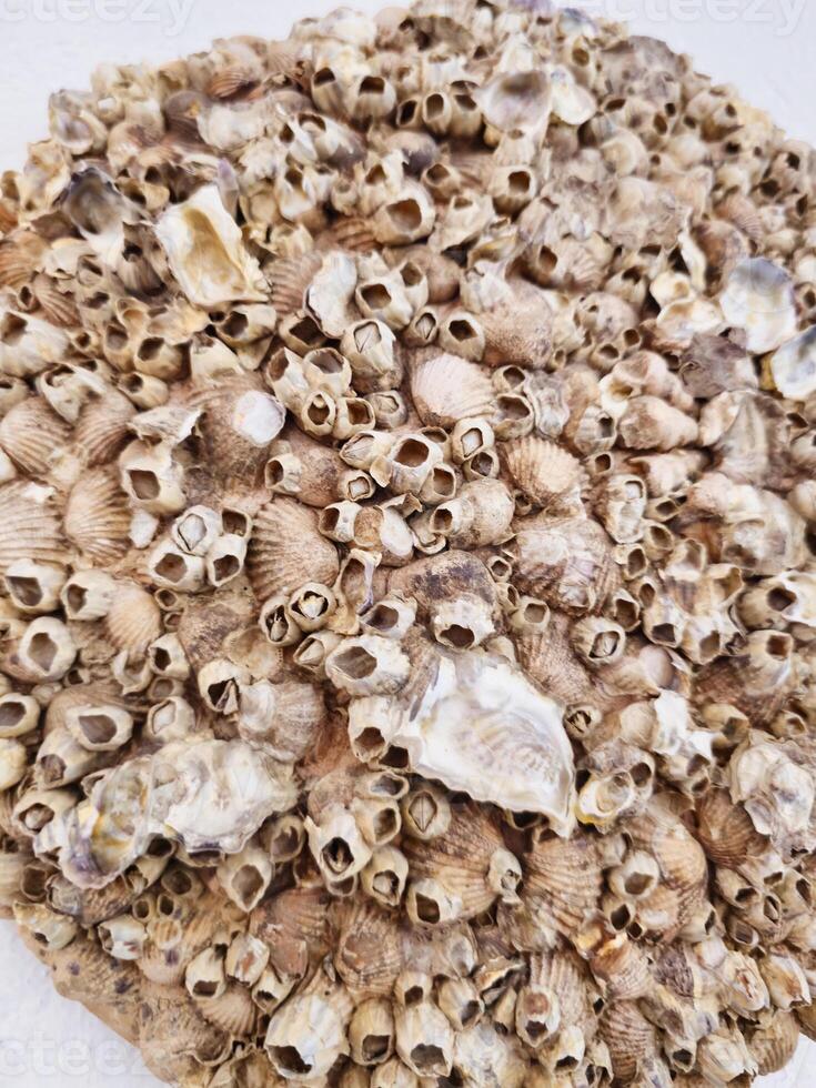 A dense cluster of seashells or barnacles, displaying a rugged and natural marine texture showcasing art photo
