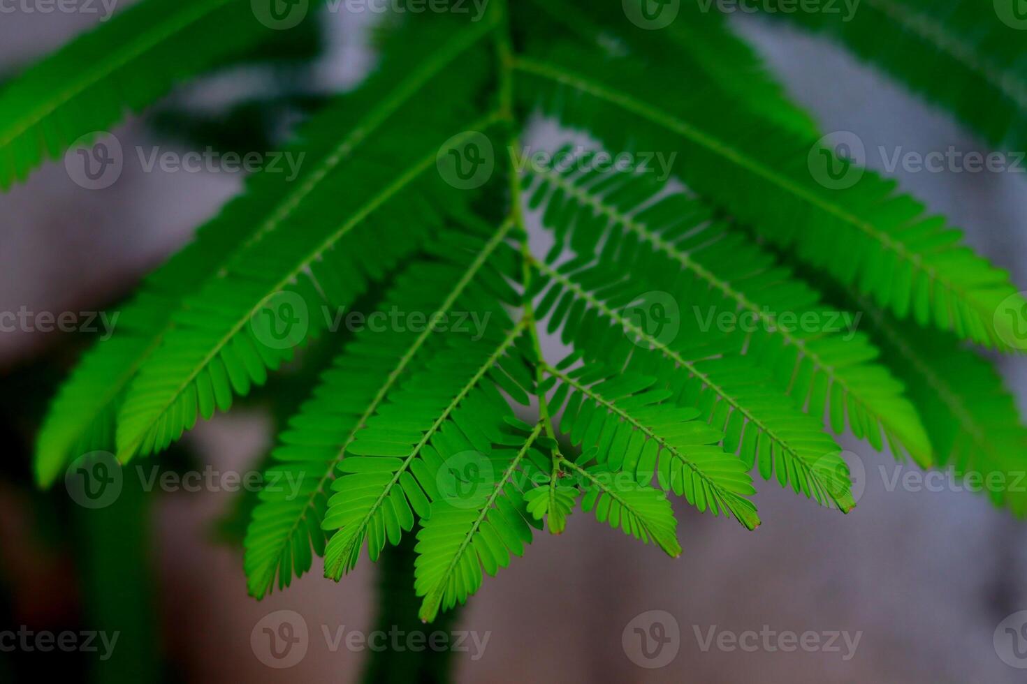 Beautiful fresh green leaf with a feathery structure of Phyllanthus emblica, also known as emblic, emblic myrobalan, myrobalan, Indian gooseberry, Malacca tree, or amla photo