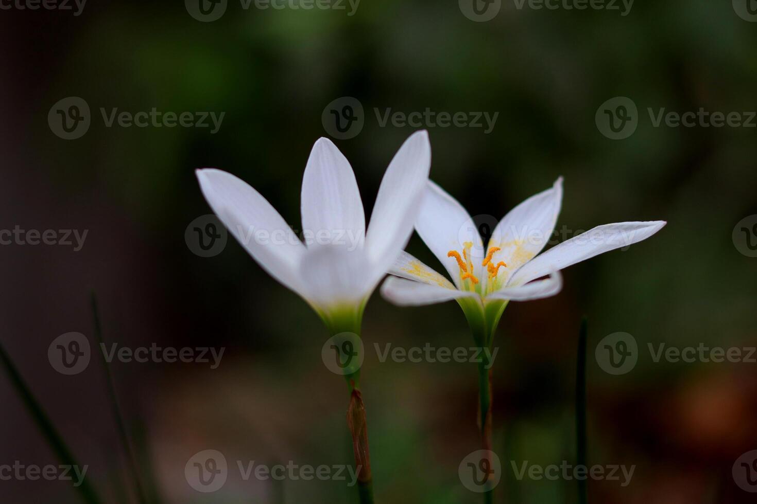 white rain lily Rain lilies Zephyranthes autumn zephyrlily, white windflower, white rain lily, and Peruvian swamp lily photo