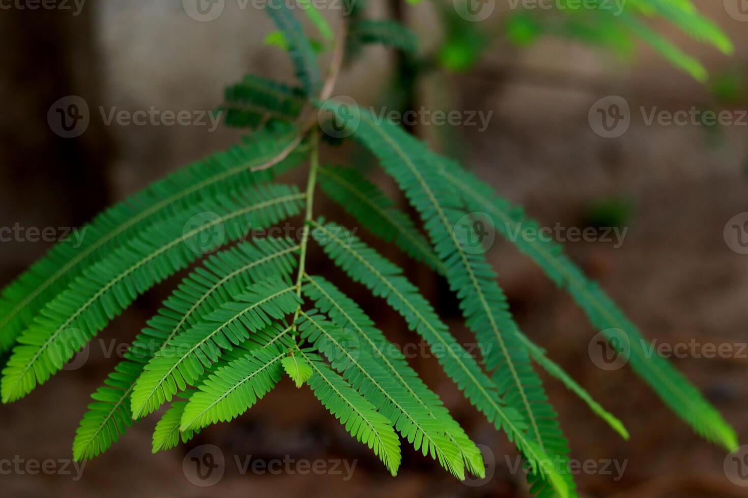 A fresh green leaf with a feathery structure of Phyllanthus emblica, also known as emblic, emblic myrobalan, myrobalan, Indian gooseberry, Malacca tree, or amla photo