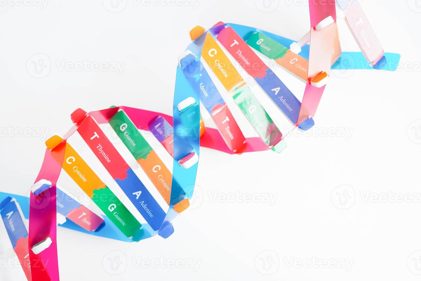 DNA molecule spiral structure model isolated on white background, chromosome and gene chemical science biology. photo
