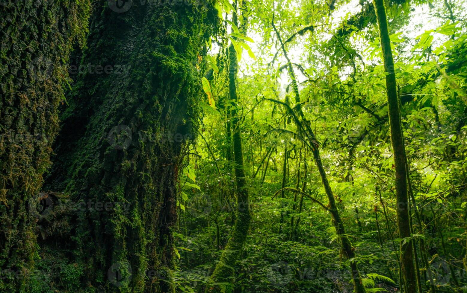 Tree trunk to green leaves of tree in forest with sun light. Fresh environment in green woods. Forest tree on sunny day. Natural carbon capture. Sustainable conservation and ecology. Green carbon sink photo