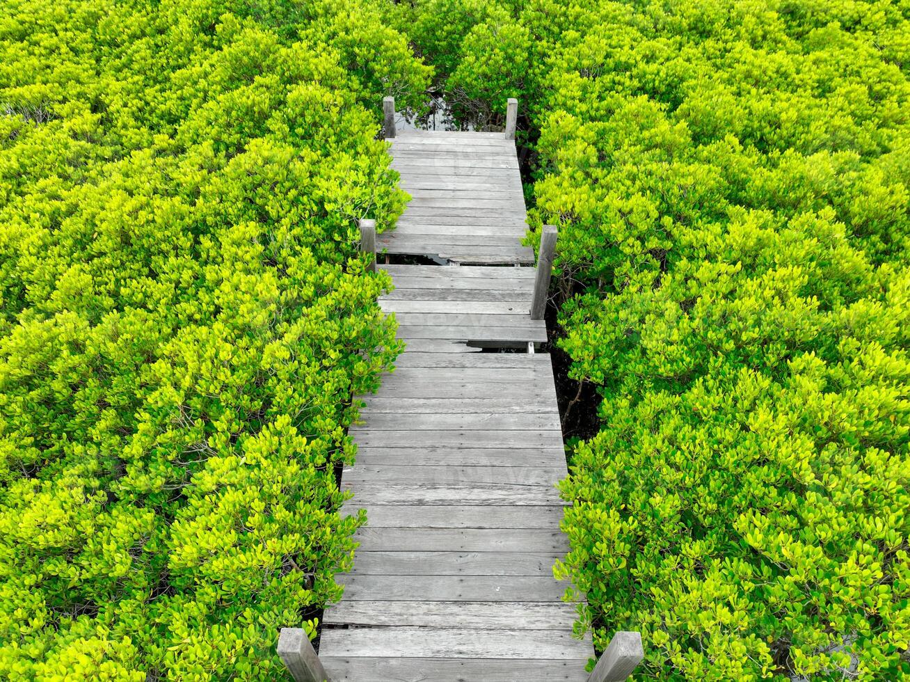 Aerial view lush green mangrove forest. Wooden bridges for natural trails, highlighting ecotourism opportunities, carbon capture benefits, and vital role mangroves play in combating climate change. photo