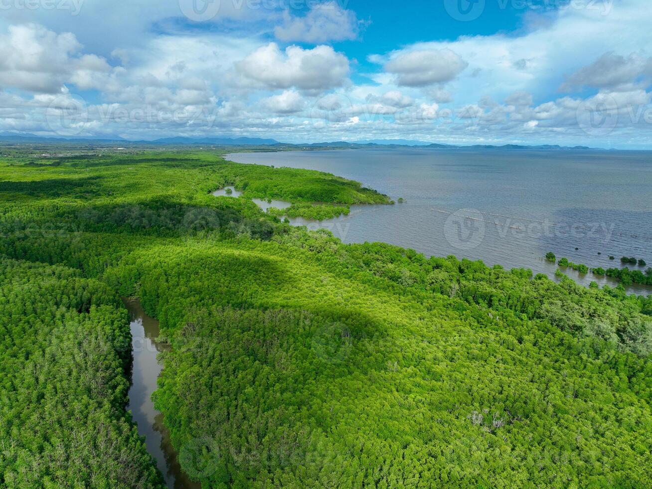 Green mangrove forest. Carbon sequestration and storage. Blue carbon ecosystem. Mitigation of climate change impacts. Mangrove tree capture CO2. Carbon offset. Carbon credits and trading programs. photo