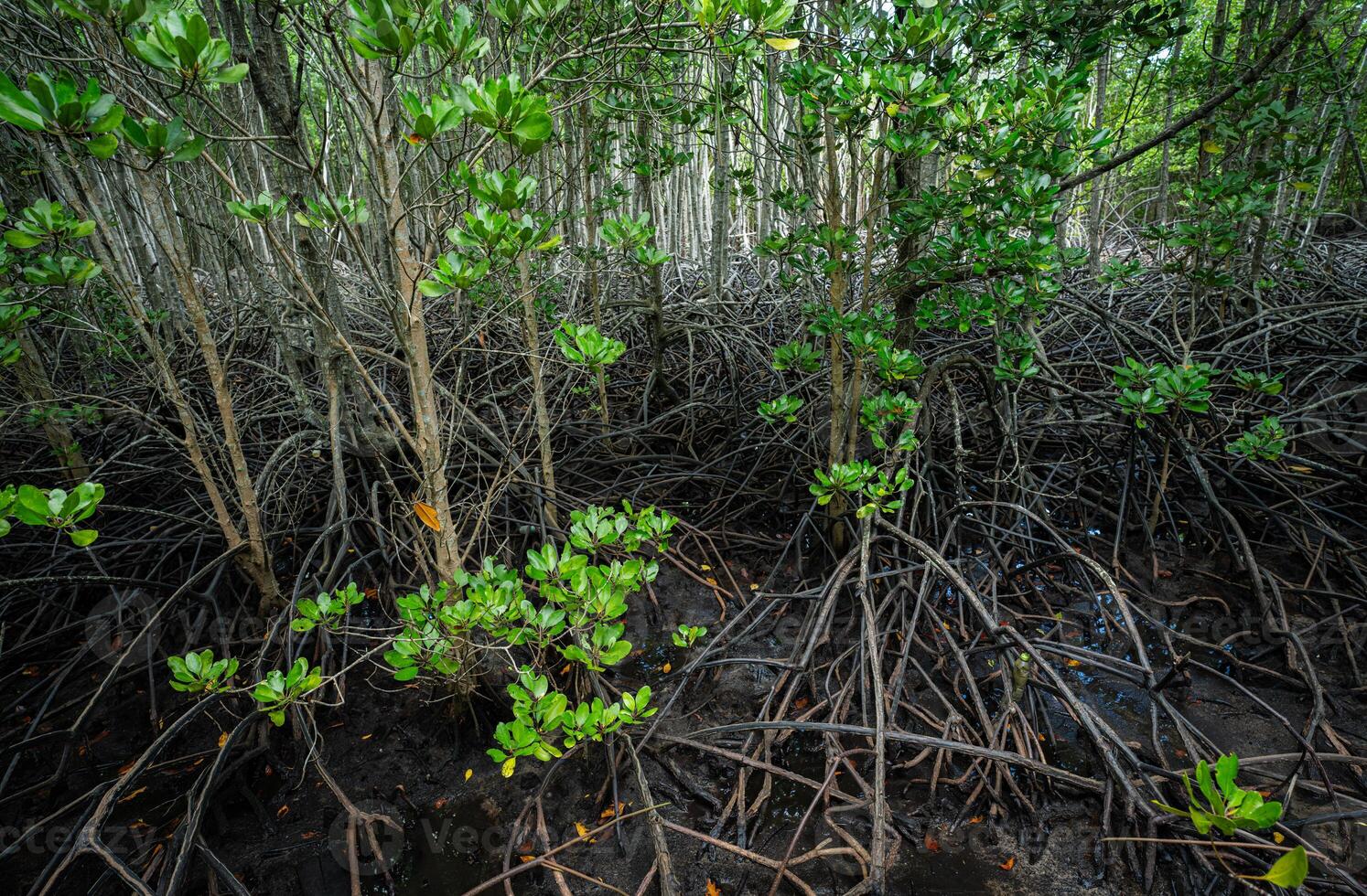 Lush mangrove forest with complex root system in coastal swamp. Wetland habitat filtering water and supporting rich biodiversity. Efficient natural carbon capture mechanism mitigating global warming. photo