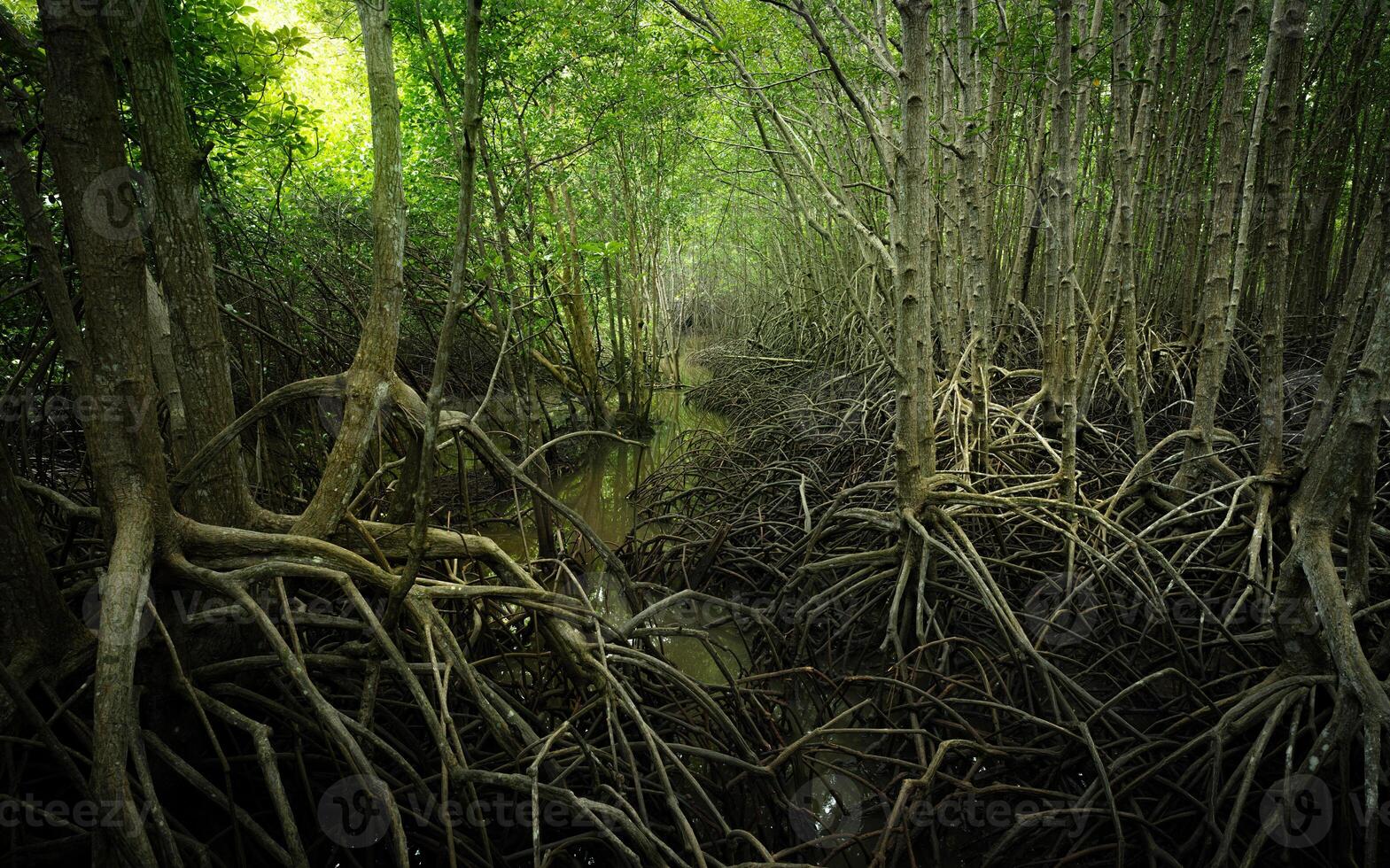 Mangrove root network in swamp forest. Nature's resilient system combating coastal erosion and climate change. Sustainable wetland habitat acting as efficient carbon sink in tidal environments. photo