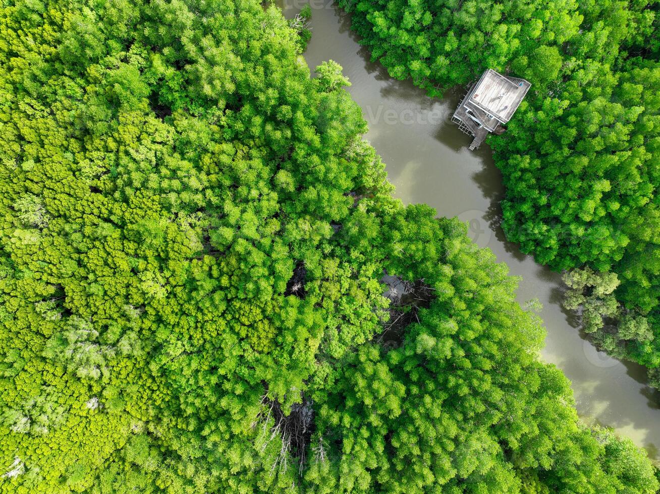 Aerial view green mangrove forest. Natural carbon sinks. Mangroves trees capture CO2. Blue carbon ecosystems. Mangroves absorb carbon dioxide emissions and mitigating global warming. Green ecosystem. photo