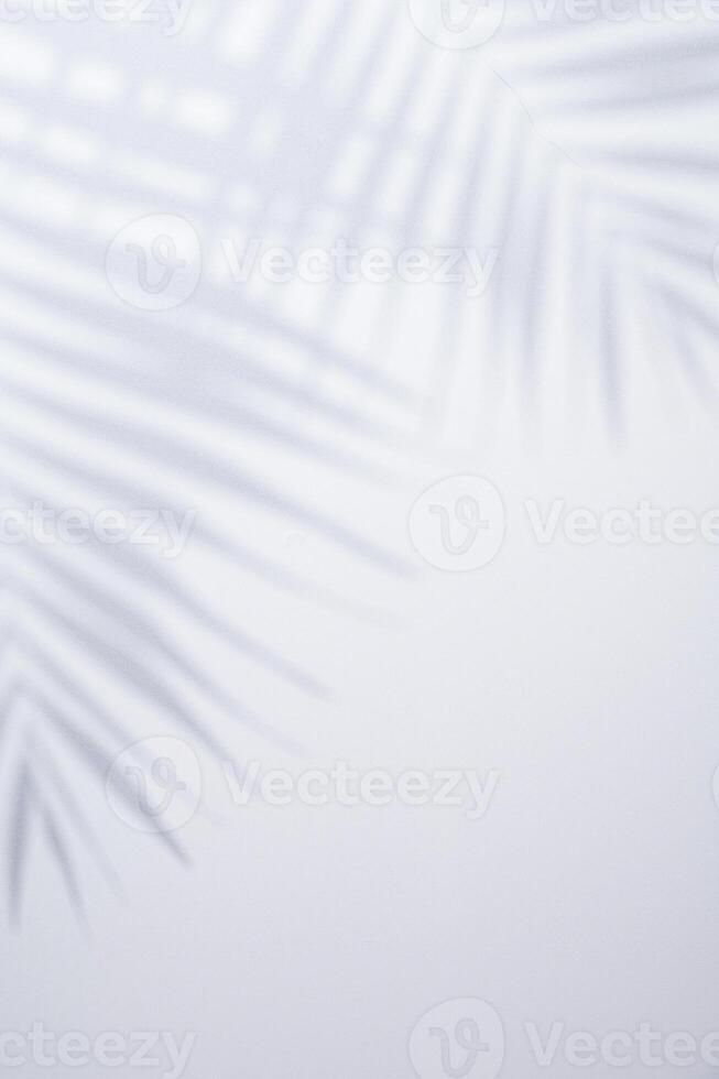 White background with shadow of palm leafs photo