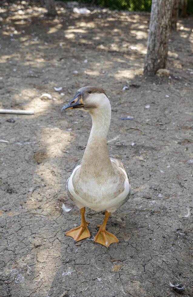 Goos behind a fence on a farm photo