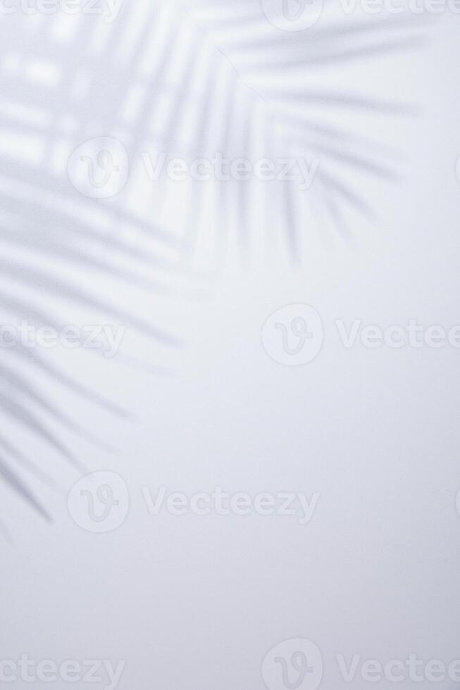 White background with shadow of palm leafs photo