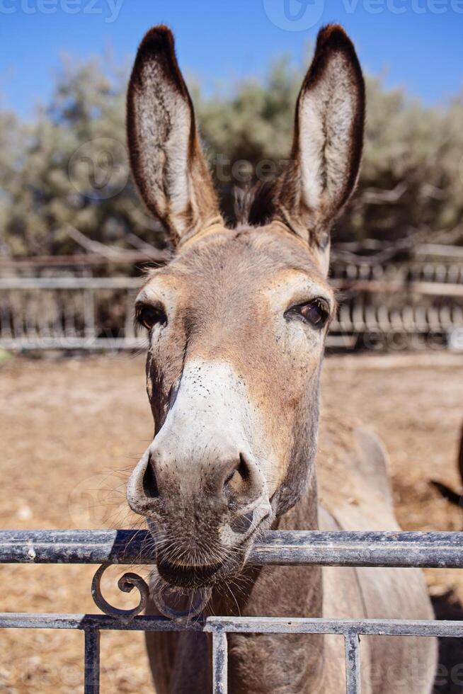 Close-Up of Donkey at Farm with Blue Sky Background looking at camera photo