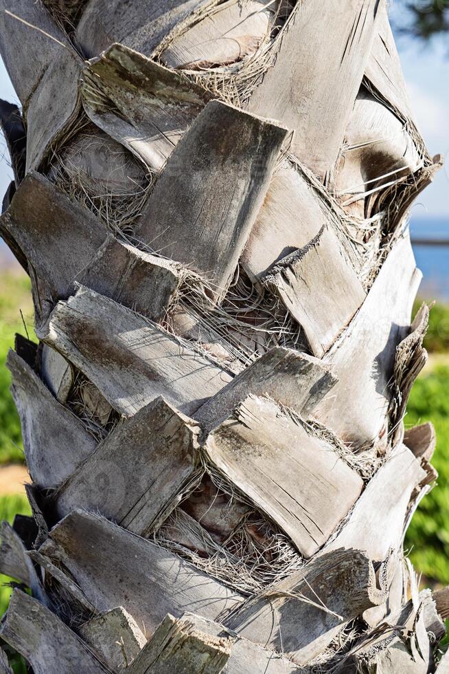 Close-Up of a Palm Tree Trunk with Unique Textures and Natural Details photo