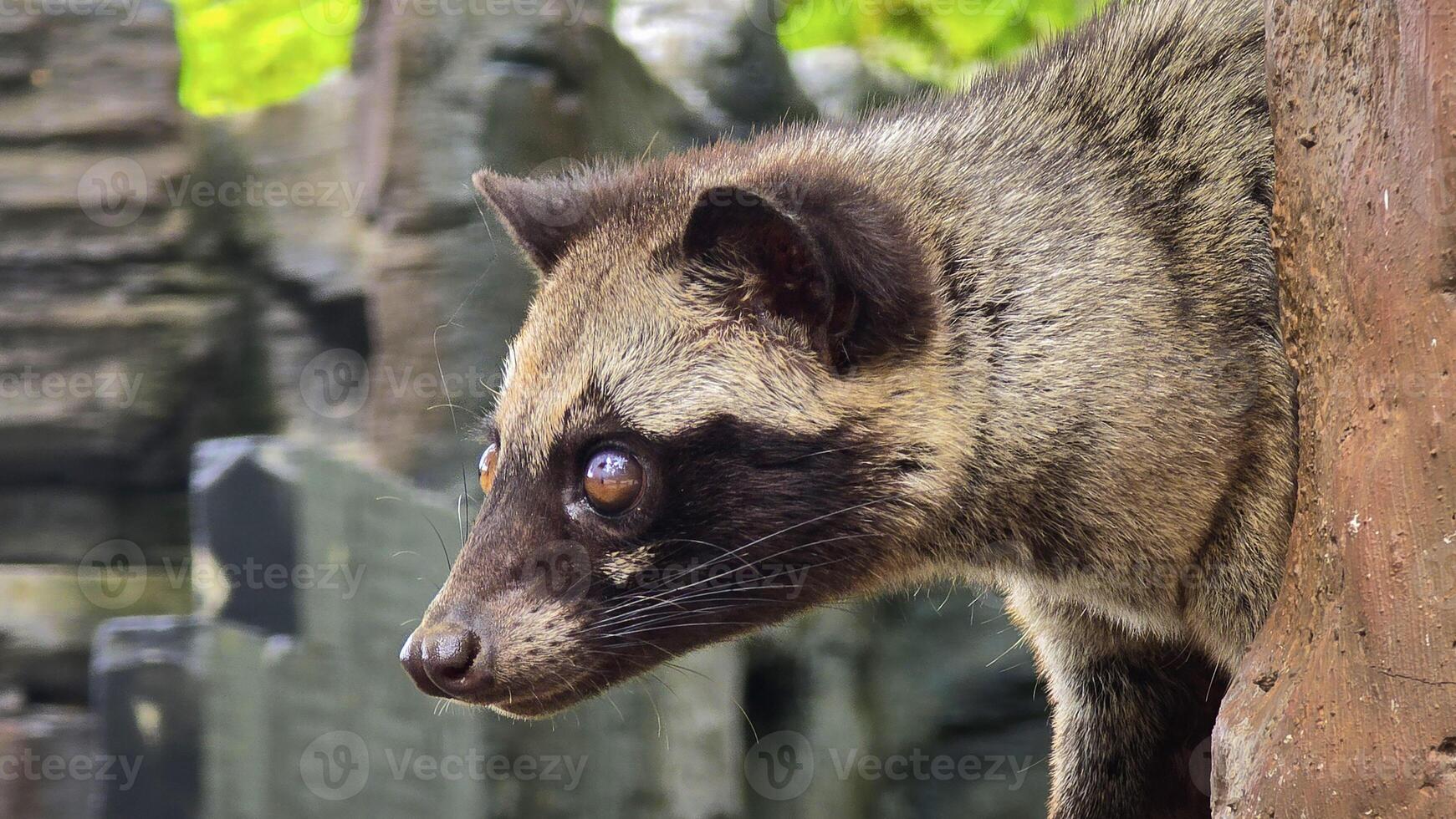 Close-Up of an Asian Palm Civet Perched on a Tree Trunk photo
