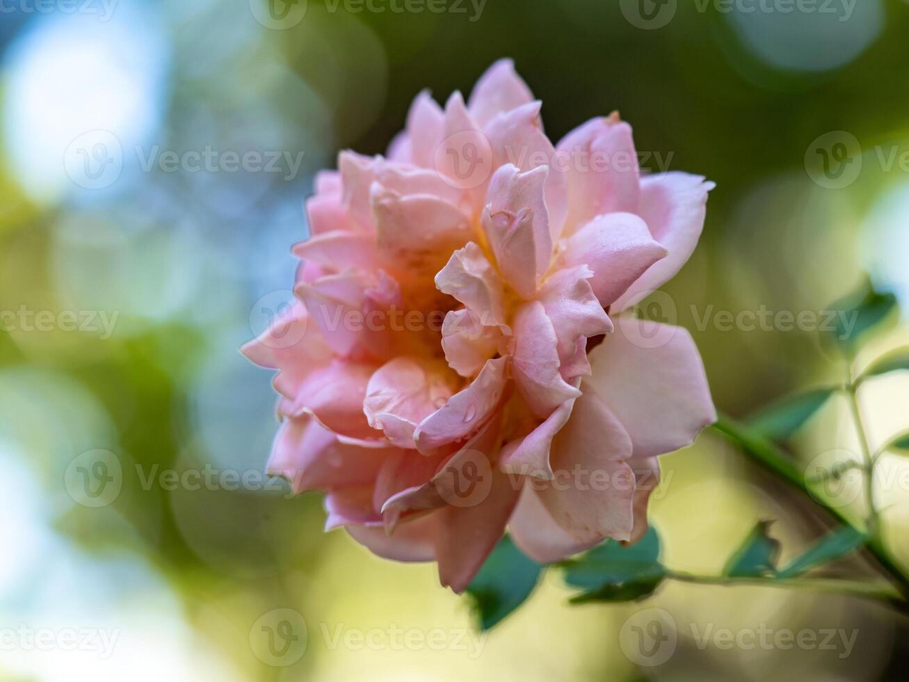 Shape and colors of roses that bloom in the garden photo