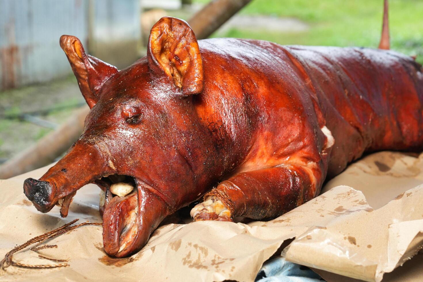 a pig is sitting on a piece of paper photo