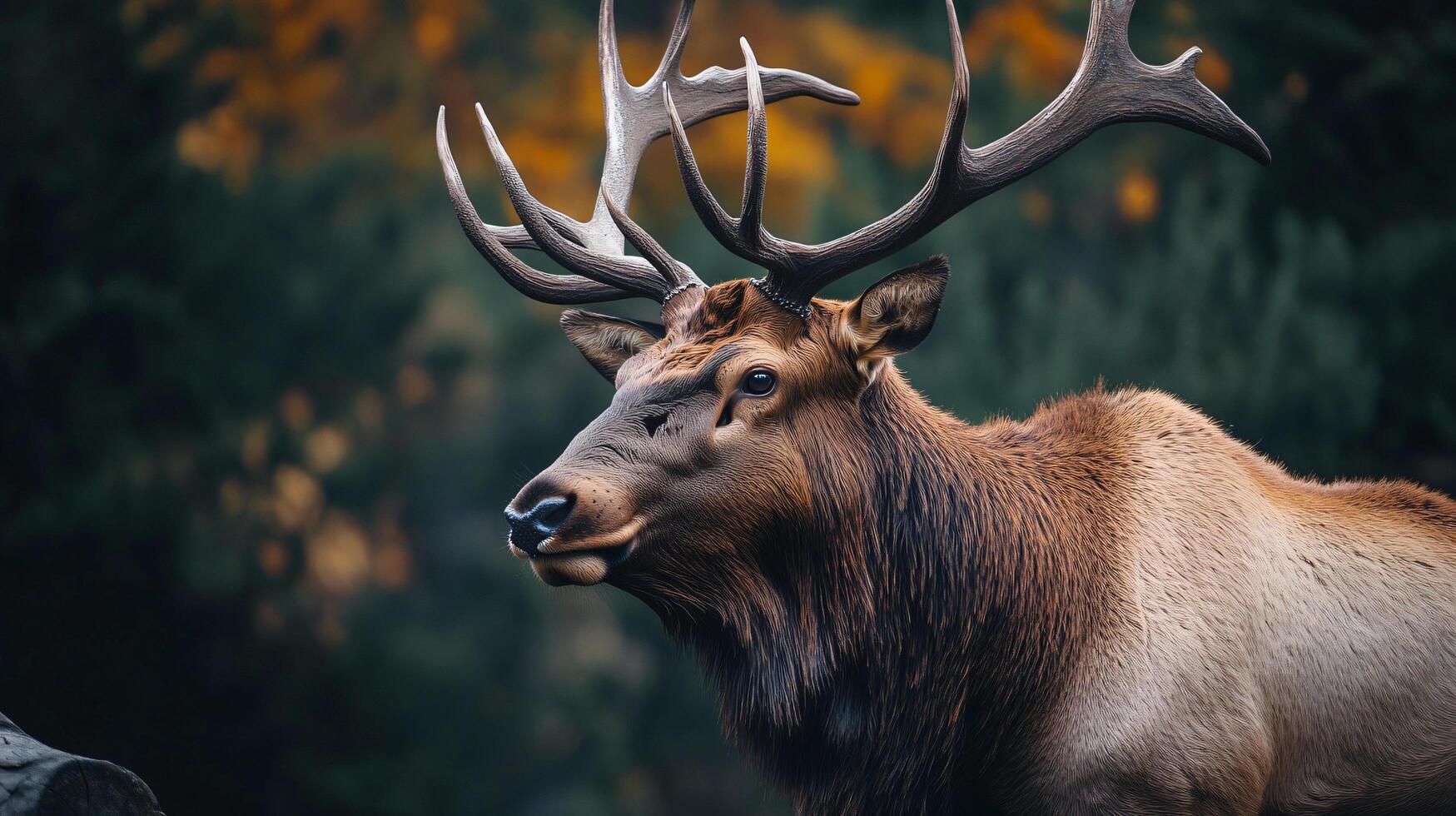 Deer with brown and white fur stands in a forest. The deer has a large, brown antlers on its head photo