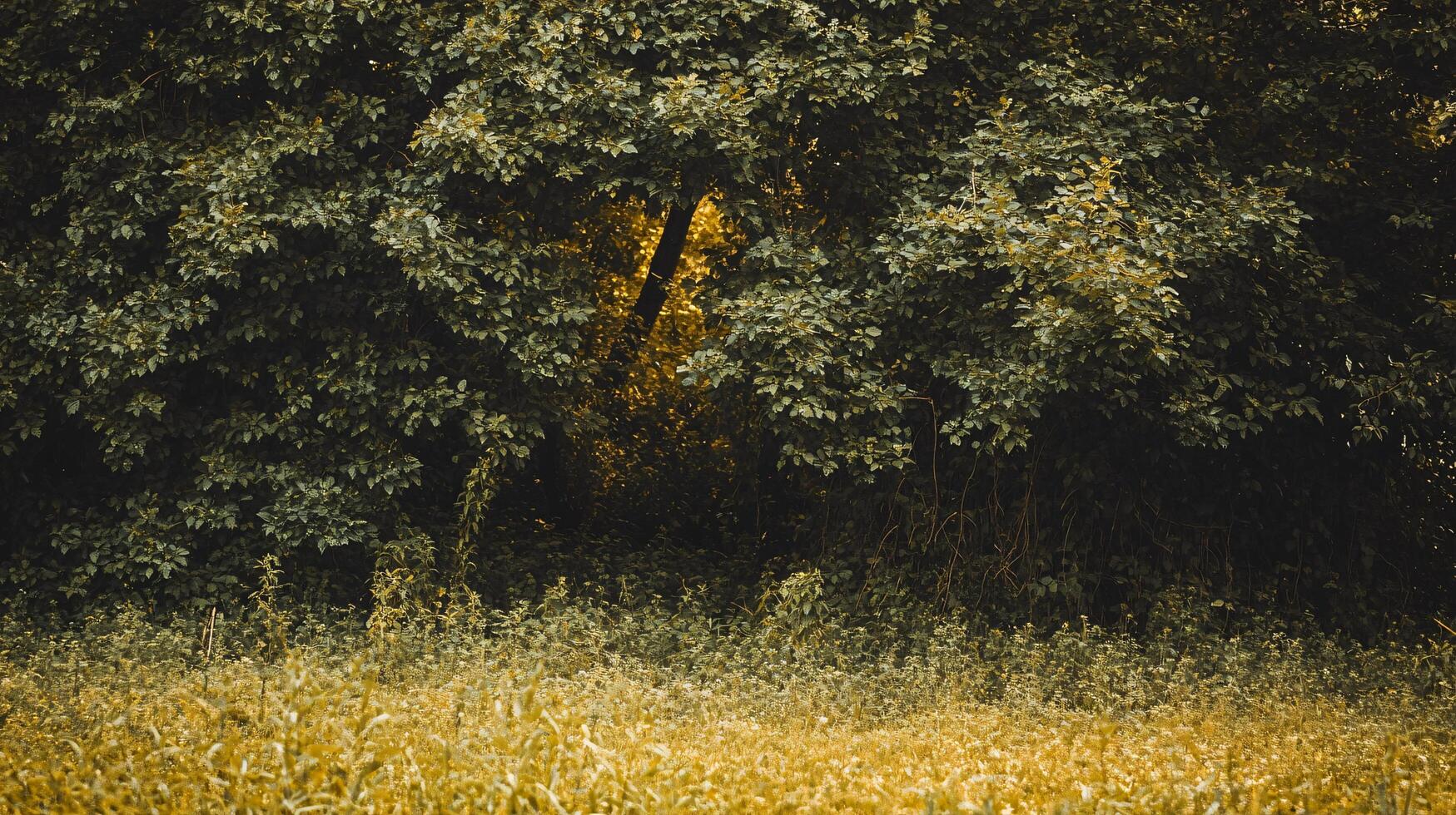 Tree with leaves is in the foreground of a field. The field is mostly empty, with only a few trees scattered throughout. Scene is peaceful and serene, with the trees providing a sense of calm photo
