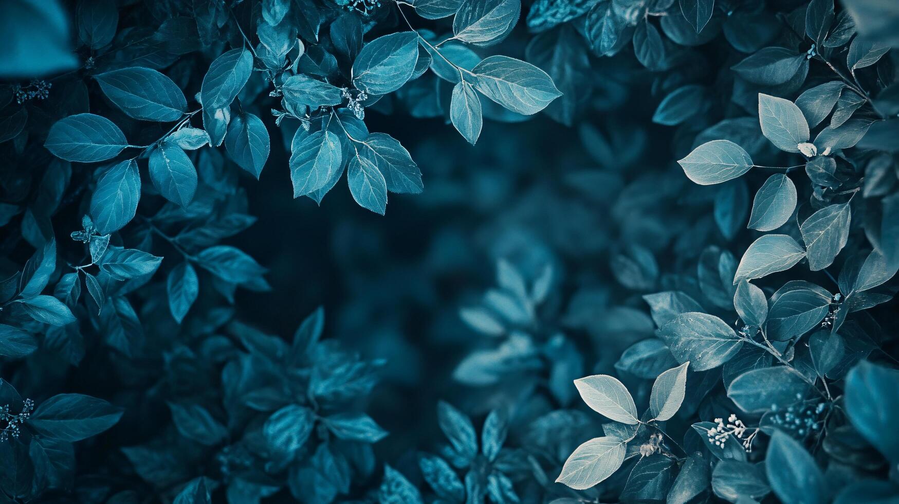 Close up of leaves with a blue tint. The leaves are green and the background is dark photo