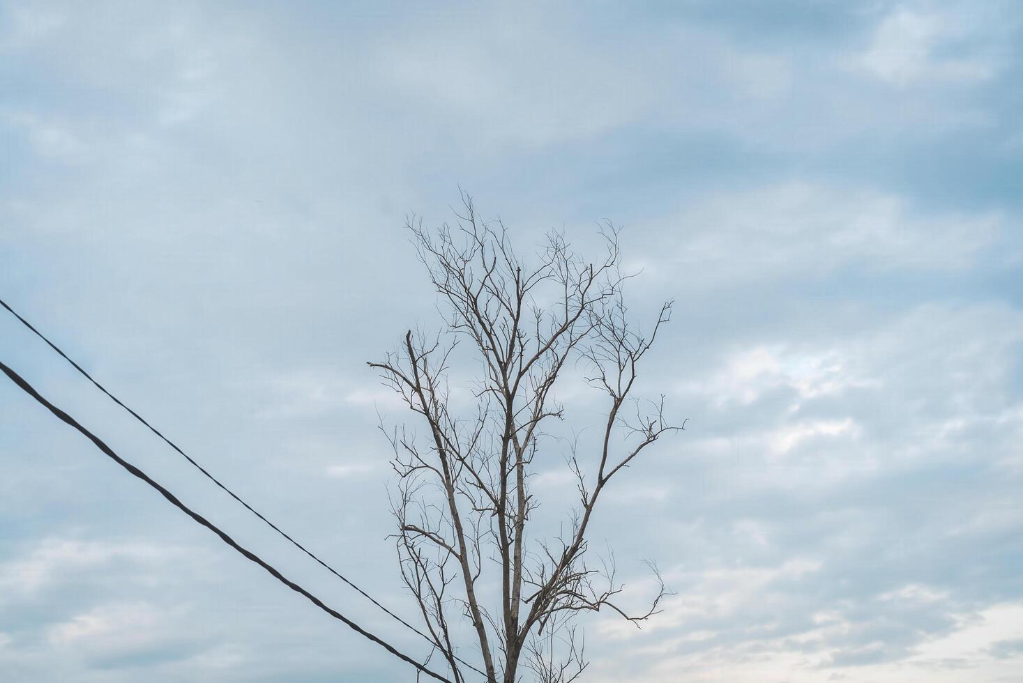 A tree is standing in front of a power line photo