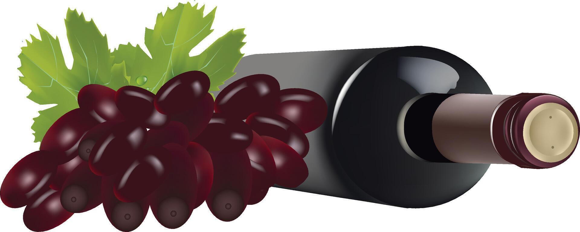 A bottle of wine and grapes vector