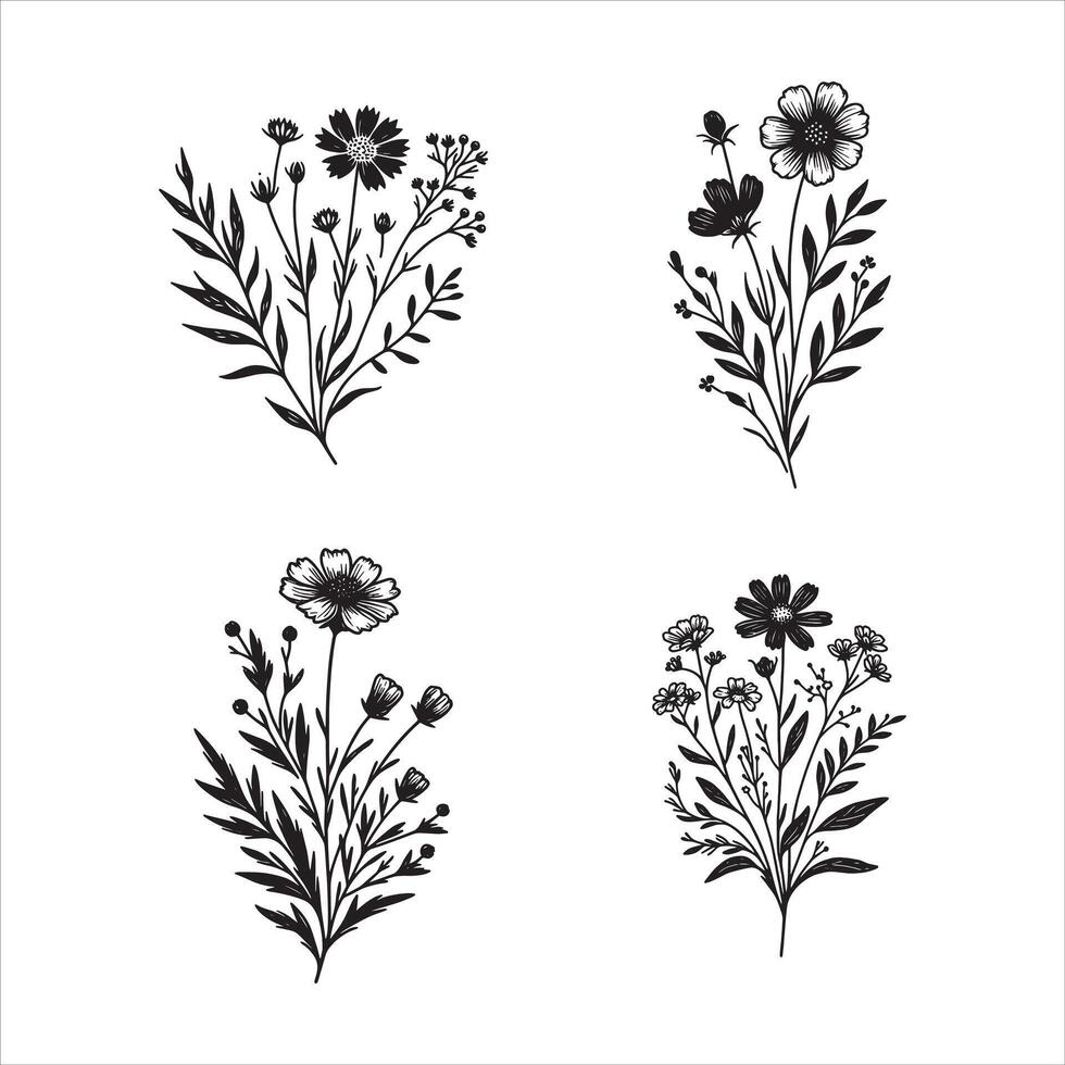 Calendula flowers drawing vector